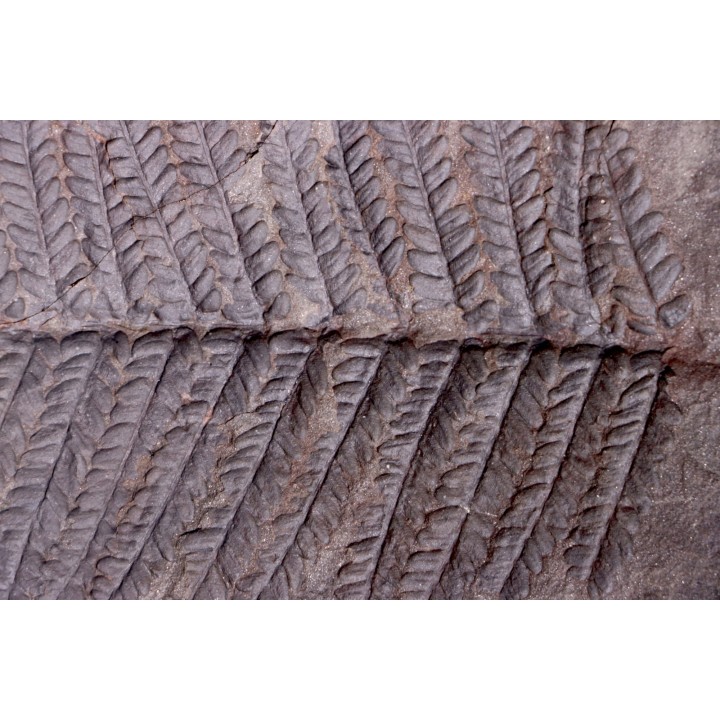 Fougère:  PECOPTERIS POLYMORPHA  Stephanian (carboniferous)  Graissesac, les Nieres, 34, FRANCE