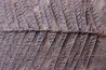 Fougère:  PECOPTERIS POLYMORPHA  Stephanian (carboniferous)  Graissesac, les Nieres, 34, FRANCE