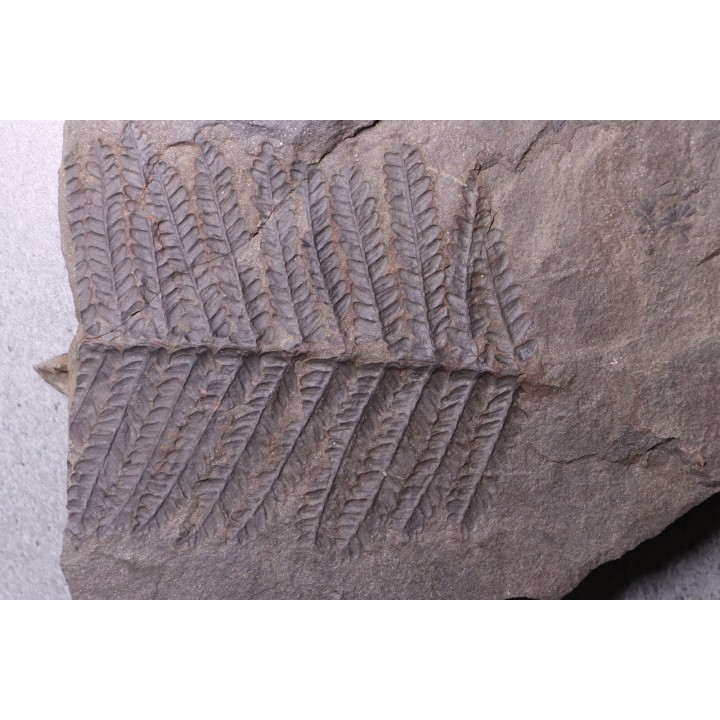 Fougère:  PECOPTERIS POLYMORPHA  Stephanian (carboniferous)  Graissesac, les Nieres, 34, FRANCE