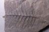 Fougère:  PECOPTERIS POLYMORPHA  Stephanian (carboniferous)  Graissesac, les Nieres, 34, FRANCE
