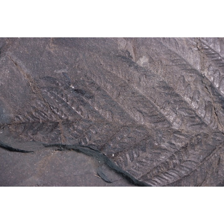 Fougère:  PECOPTERIS POLYMORPHA - Stephanian (carbonifere)  Graissesac, les Nieres, 34, FRANCE