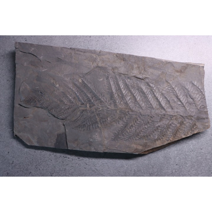 Fougère:  PECOPTERIS POLYMORPHA  Stephanian (carboniferous)  Graissesac, les Nieres, 34, FRANCE