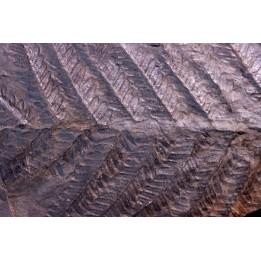 Fougère:  PECOPTERIS POLYMORPHA  Stephanian (carboniferous)  Graissesac, les Nieres, 34, FRANCE
