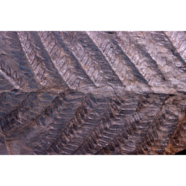 Fougère:  PECOPTERIS POLYMORPHA  Stephanian (carboniferous)  Graissesac, les Nieres, 34, FRANCE