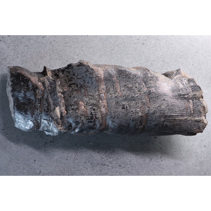 Fougère:   CALAMITES SUCKOWII  (Brongniart, 1828)- Stephanian (carbonifere)  Graissesac, les Nieres, 34, FRANCE