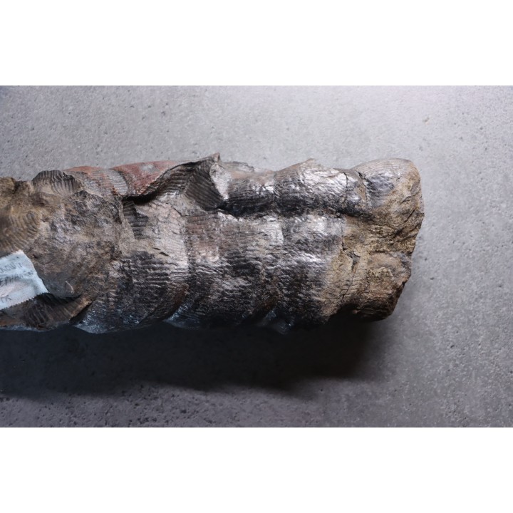 Fougère:   CALAMITES SUCKOWII  (Brongniart, 1828)- Stephanian (carbonifere)  Graissesac, les Nieres, 34, FRANCE