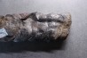 Fougère: CALAMITES SUCKOWII (Brongniart, 1828)- Stephanian (carbonifere) Graissesac, les Nieres, 34, FRANCE