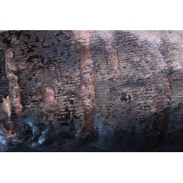 Fougère:   CALAMITES SUCKOWII  (Brongniart, 1828)- Stephanian (carbonifere)  Graissesac, les Nieres, 34, FRANCE