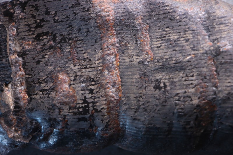 Fougère: CALAMITES SUCKOWII (Brongniart, 1828)- Stephanian (carbonifere) Graissesac, les Nieres, 34, FRANCE
