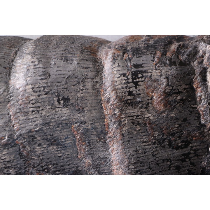 Fougère:   CALAMITES SUCKOWII (Brongniart, 1828) Stephanian (carboniferous)  Graissesac, les Nieres, 34, FRANCE