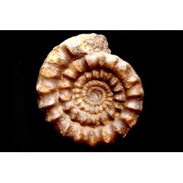 Echioceras raricostatoides (Vadaz)  Sinemurien superieur - Pulnoy,  FRANCE