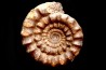 Echioceras raricostatoides (Vadaz)  upper Sinemurian   Pulnoy, FRANCE