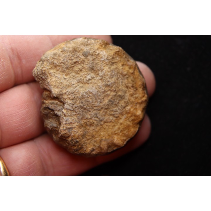 Echioceras raricostatoides (Vadaz)  upper Sinemurian   Pulnoy, FRANCE