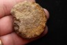 Echioceras raricostatoides (Vadaz)  Sinemurien superieur - Pulnoy,  FRANCE