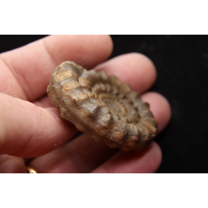 Echioceras raricostatoides (Vadaz)  upper Sinemurian   Pulnoy, FRANCE