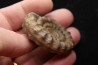 Echioceras raricostatoides (Vadaz)  upper Sinemurian   Pulnoy, FRANCE