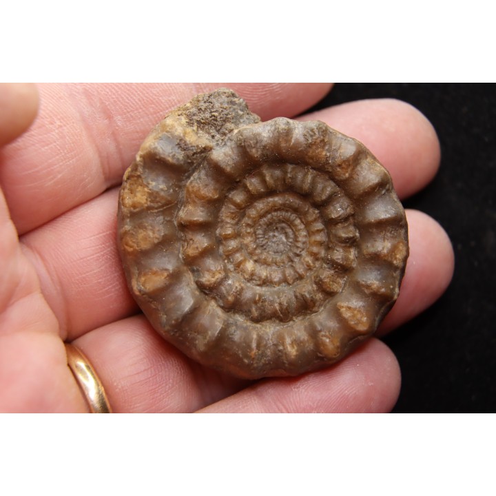 Echioceras raricostatoides (Vadaz)  upper Sinemurian   Pulnoy, FRANCE