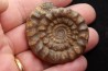Echioceras raricostatoides (Vadaz)  upper Sinemurian   Pulnoy, FRANCE