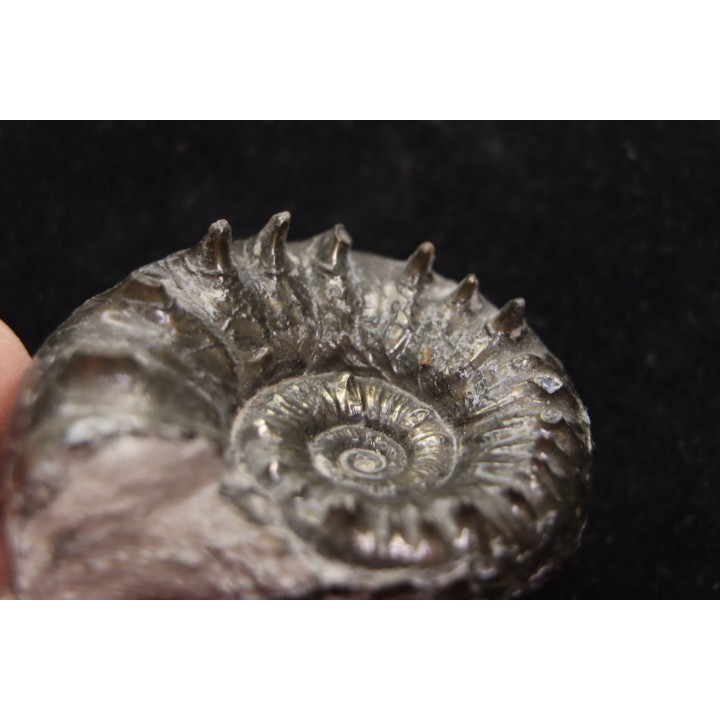 Euaspidoceras subbabeanum   - callovian - Villers sur Mer - France
