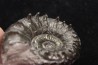 Euaspidoceras subbabeanum - callovien - Villers sur Mer - France