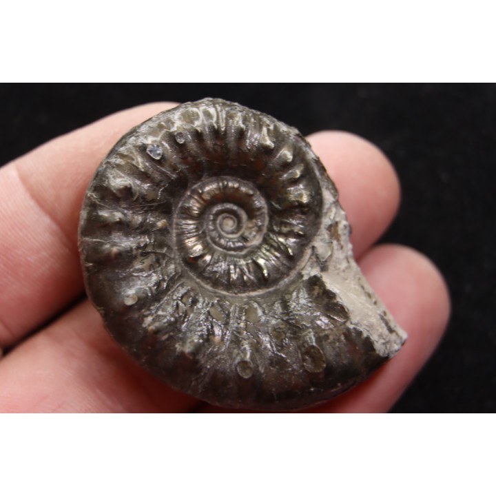 Euaspidoceras subbabeanum - callovien - Villers sur Mer - France