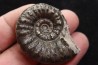 Euaspidoceras subbabeanum   - callovian - Villers sur Mer - France
