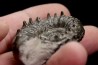 Euaspidoceras subbabeanum   - callovian - Villers sur Mer - France