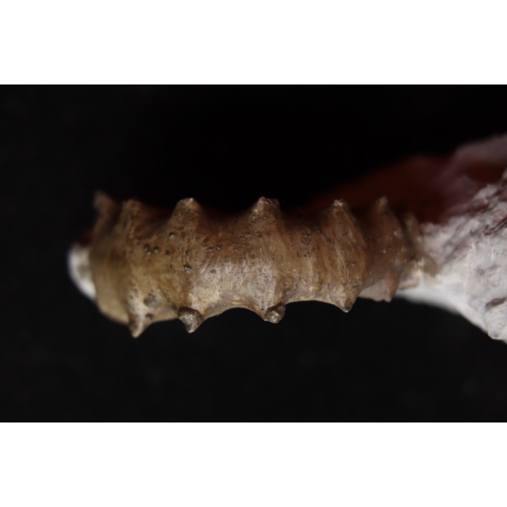 Xypheroceras dudressieri (D'Orbigny, 1844)  Sinemurien supérieur  Pont Saint Vincent (54) FRANCE