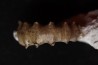 Xypheroceras dudressieri (D'Orbigny, 1844) Sinemurien supérieur Pont Saint Vincent (54) FRANCE