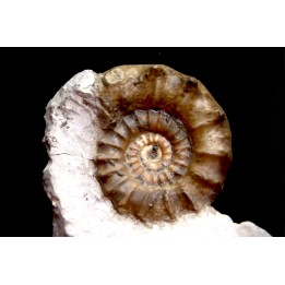 Xypheroceras dudressieri (D'Orbigny, 1844)  upper Sinemurian   Pont Saint Vincent (54) FRANCE