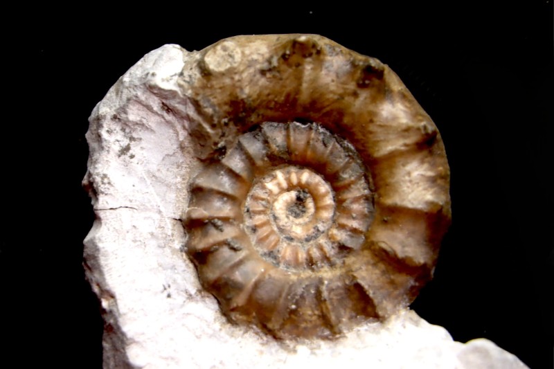 Xypheroceras dudressieri (D'Orbigny, 1844) Sinemurien supérieur Pont Saint Vincent (54) FRANCE