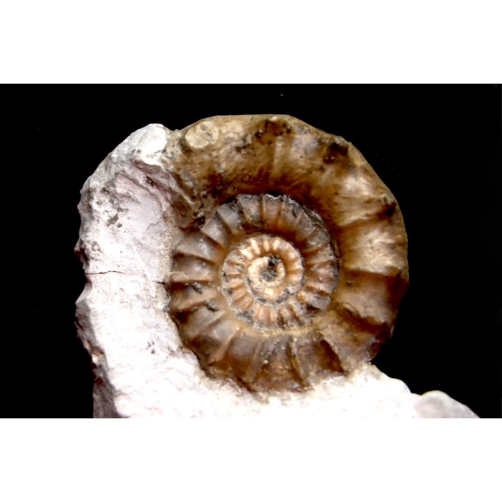 Xypheroceras dudressieri (D'Orbigny, 1844)  Sinemurien supérieur  Pont Saint Vincent (54) FRANCE