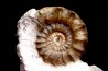 Xypheroceras dudressieri (D'Orbigny, 1844) Sinemurien supérieur Pont Saint Vincent (54) FRANCE