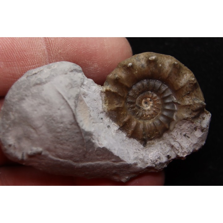 Xypheroceras dudressieri (D'Orbigny, 1844)  upper Sinemurian   Pont Saint Vincent (54) FRANCE
