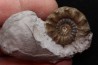Xypheroceras dudressieri (D'Orbigny, 1844) Sinemurien supérieur Pont Saint Vincent (54) FRANCE