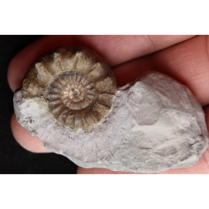 Xypheroceras dudressieri (D'Orbigny, 1844)  Sinemurien supérieur  Pont Saint Vincent (54) FRANCE