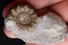 Xypheroceras dudressieri (D'Orbigny, 1844) Sinemurien supérieur Pont Saint Vincent (54) FRANCE
