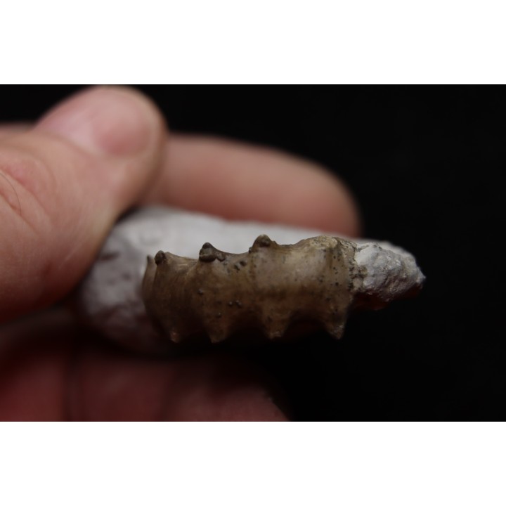 Xypheroceras dudressieri (D'Orbigny, 1844)  Sinemurien supérieur  Pont Saint Vincent (54) FRANCE