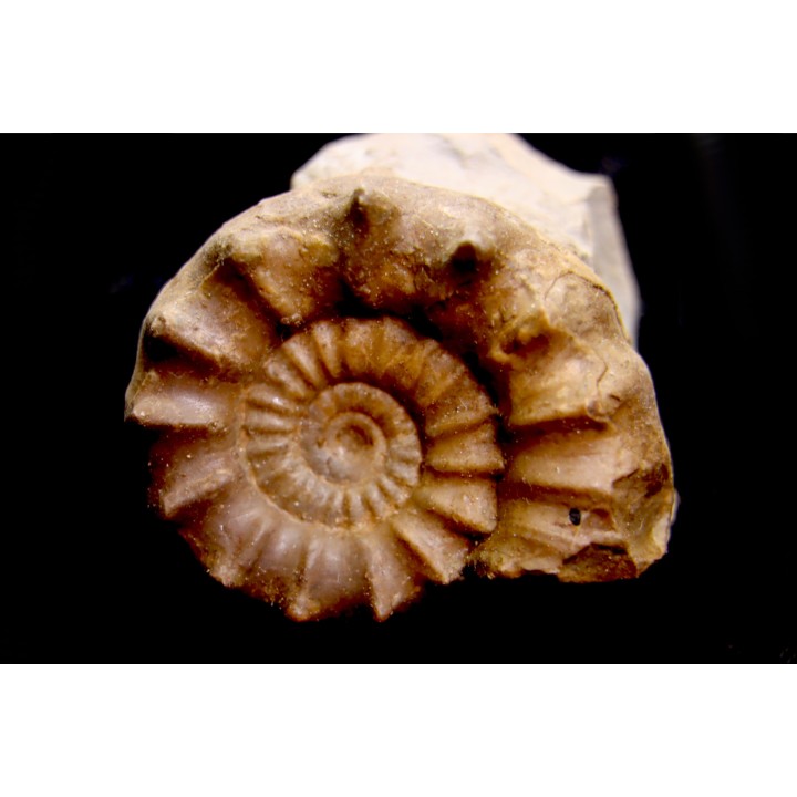 Xypheroceras dudressieri (D'Orbigny, 1844)  upper Sinemurian   Pont Saint Vincent (54) FRANCE