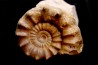 Xypheroceras dudressieri (D'Orbigny, 1844)  upper Sinemurian   Pont Saint Vincent (54) FRANCE