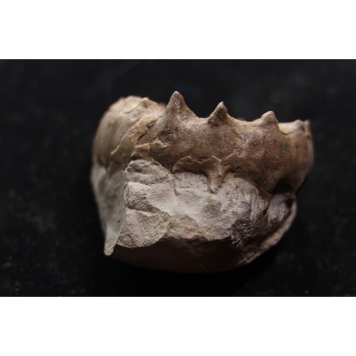 Xypheroceras dudressieri (D'Orbigny, 1844)  upper Sinemurian   Pont Saint Vincent (54) FRANCE