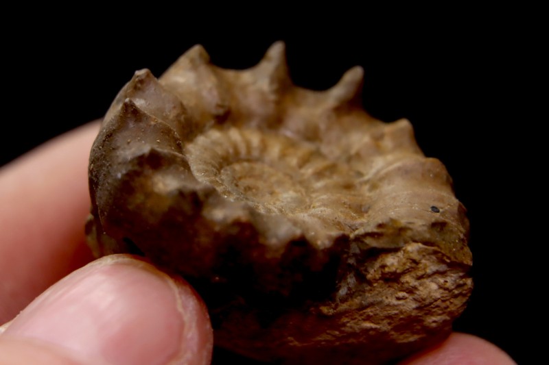 Xypheroceras dudressieri (D'Orbigny, 1844) Sinemurien supérieur Pont Saint Vincent (54) FRANCE