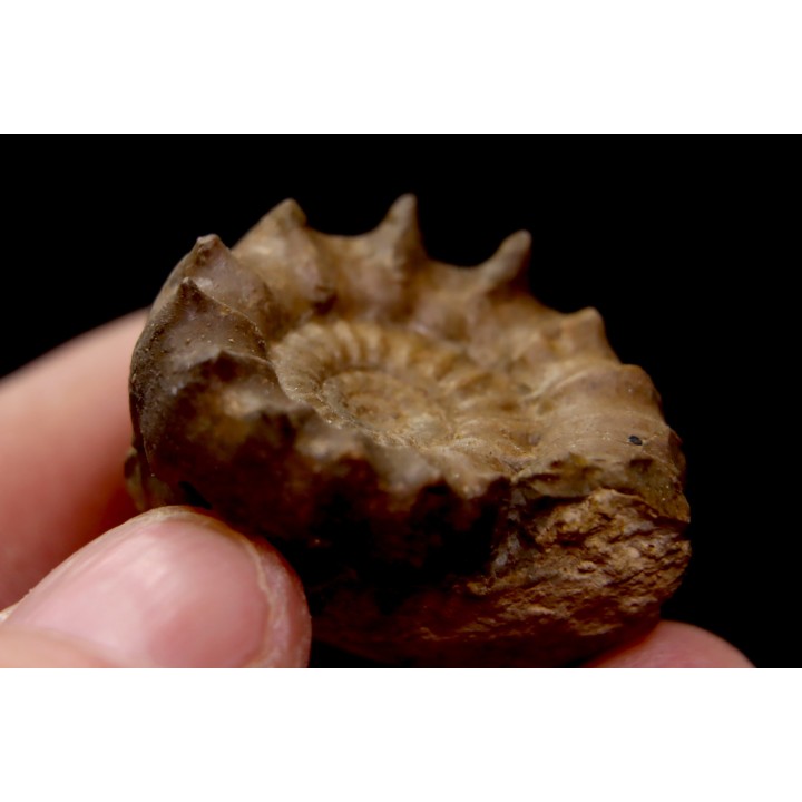 Xypheroceras dudressieri (D'Orbigny, 1844)  Sinemurien supérieur  Pont Saint Vincent (54) FRANCE