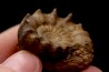 Xypheroceras dudressieri (D'Orbigny, 1844) Sinemurien supérieur Pont Saint Vincent (54) FRANCE
