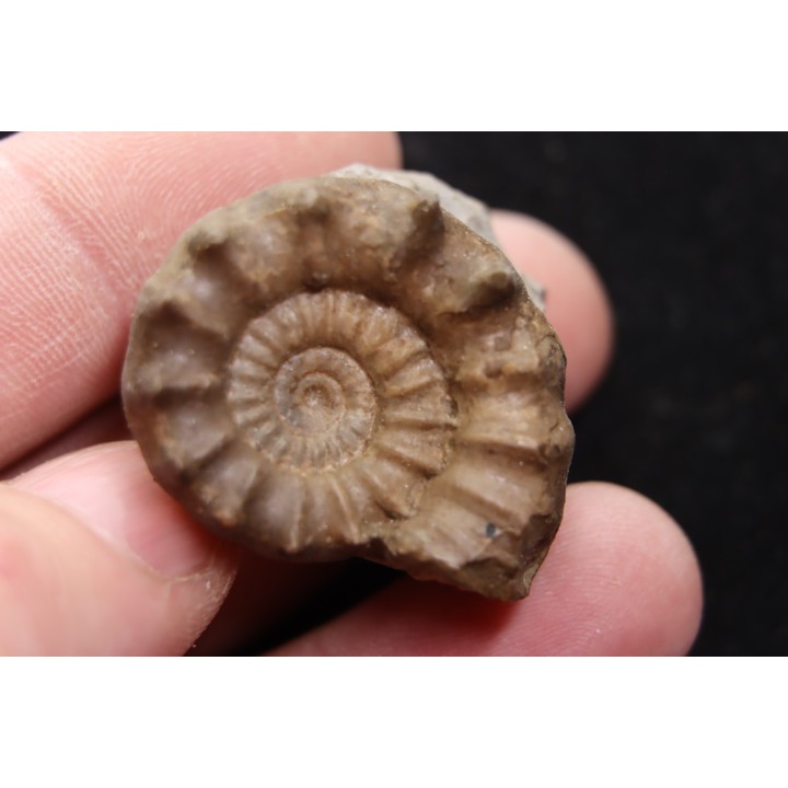 Xypheroceras dudressieri (D'Orbigny, 1844)  upper Sinemurian   Pont Saint Vincent (54) FRANCE
