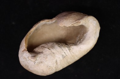 whale earbone  mio-pliocene  Florida - USA