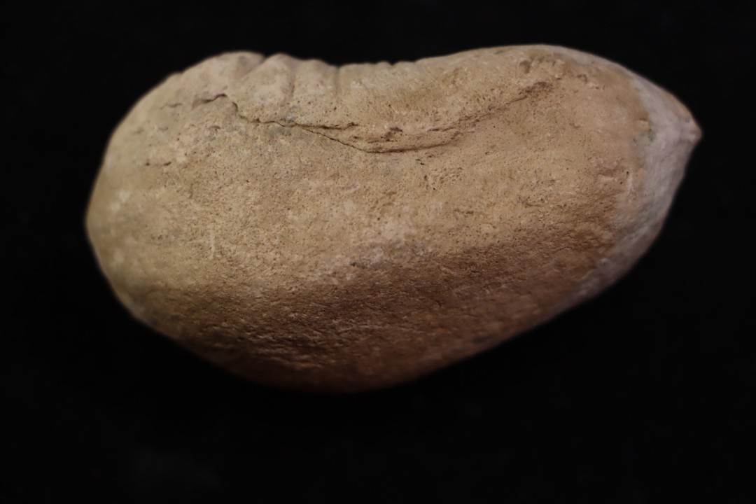 whale earbone  mio-pliocene  Florida - USA