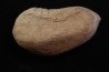 whale earbone  mio-pliocene  Florida - USA
