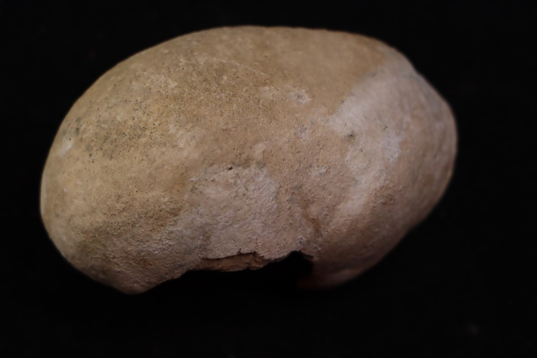 whale earbone  mio-pliocene  Florida - USA