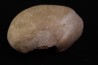 whale earbone  mio-pliocene  Florida - USA